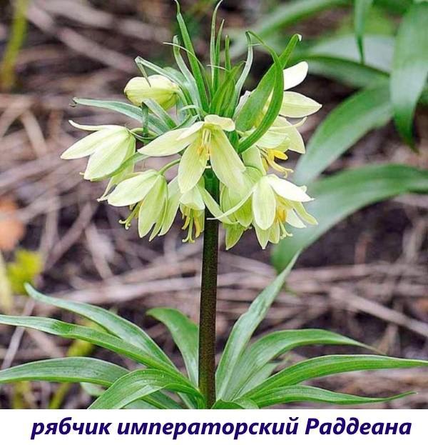 urogallo imperial Raddean