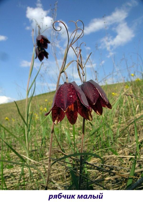 Urogallo avellana