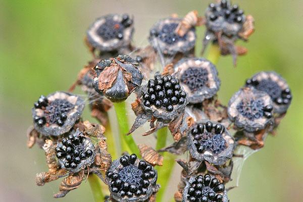 Semillas de papamoscas después de la polinización