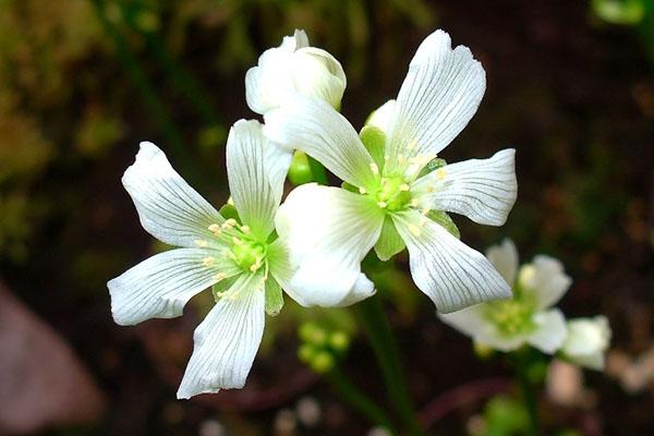 Venus atrapamoscas florece