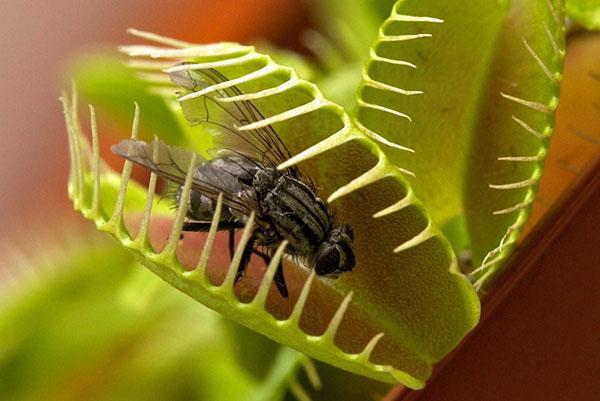 mouche prise au piège