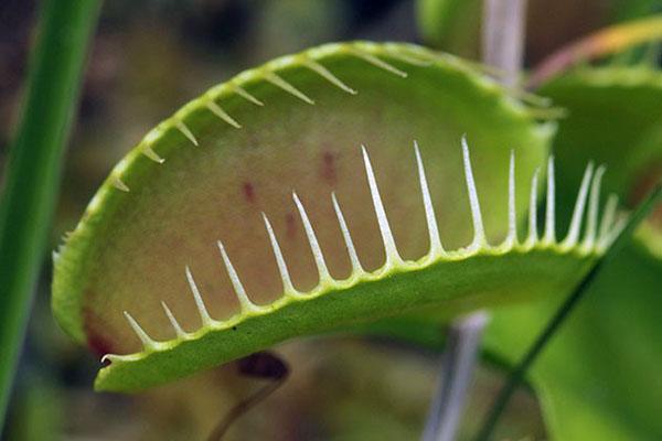 Venus atrapamoscas se alimenta solo de organismos vivos