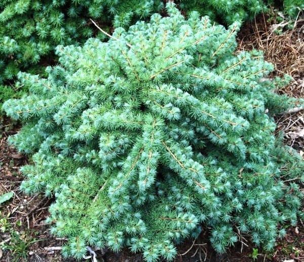 cultivo de alerce a partir de esquejes