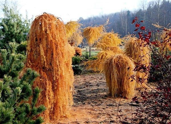 mélèze en automne