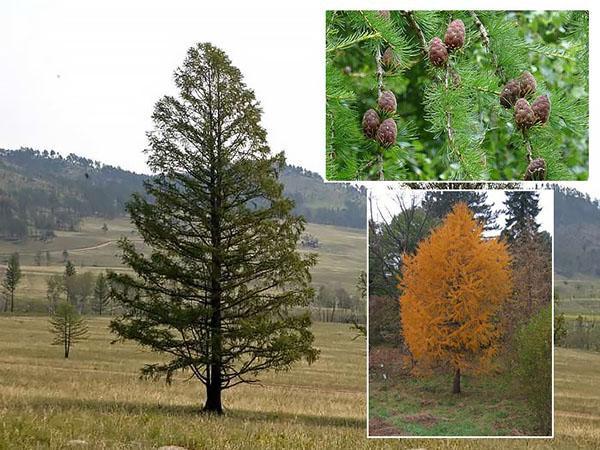 Alerce siberiano