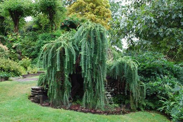 magnifique mélèze dans le jardin