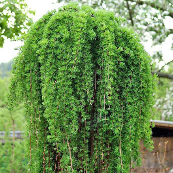 Alerce europeo Pendula