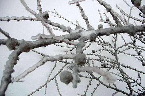 alerce en invierno