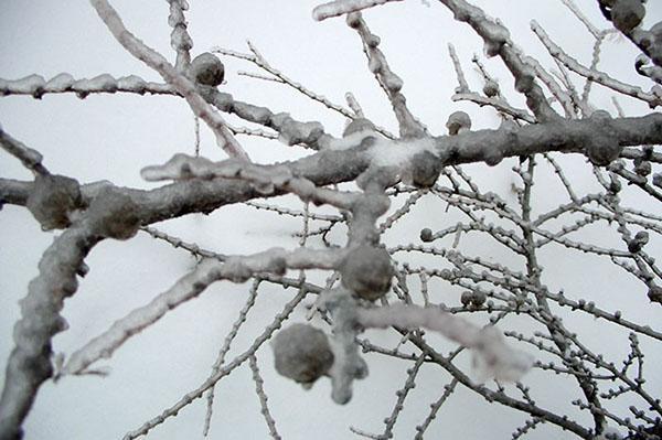 mélèze en hiver