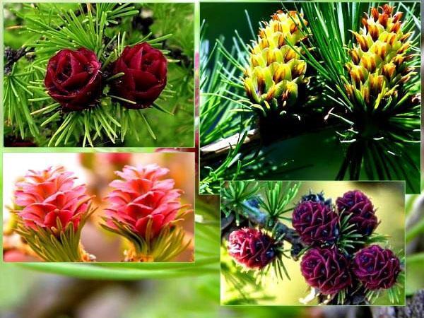 flores de alerce