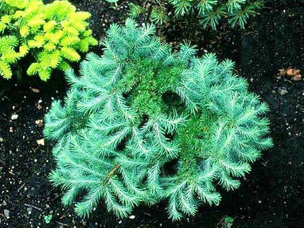 jeune mélèze dans le jardin