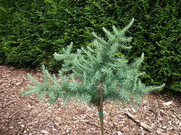 planta joven