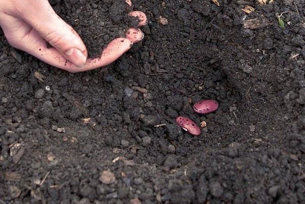 plantando frijoles en campo abierto.