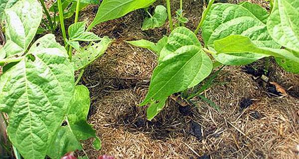 haricots de paillage