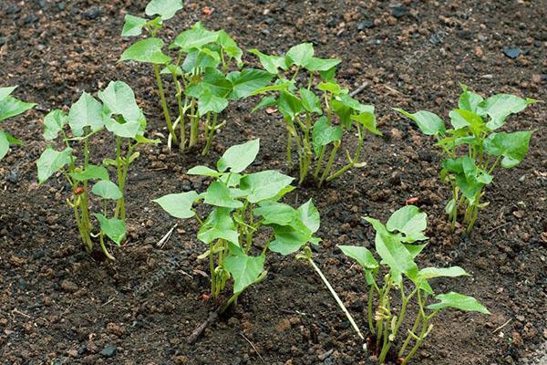 cuidado al aire libre de frijoles