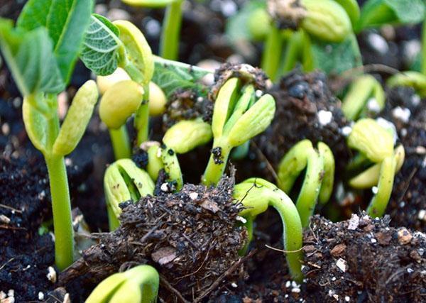 cultivo de frijoles en campo abierto