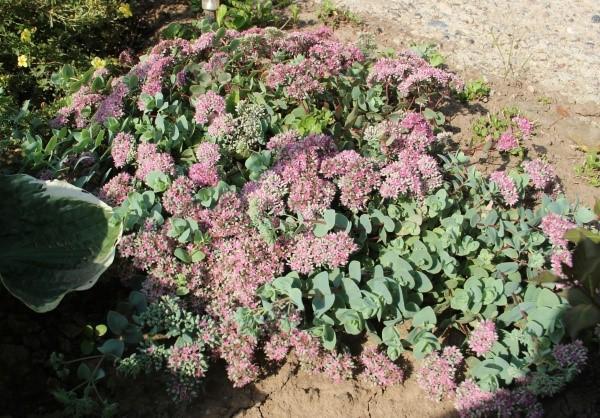 cultivo de piedra de Evers