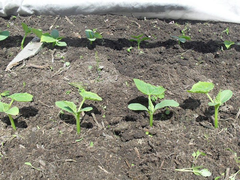 cuidado de las plántulas de pepino