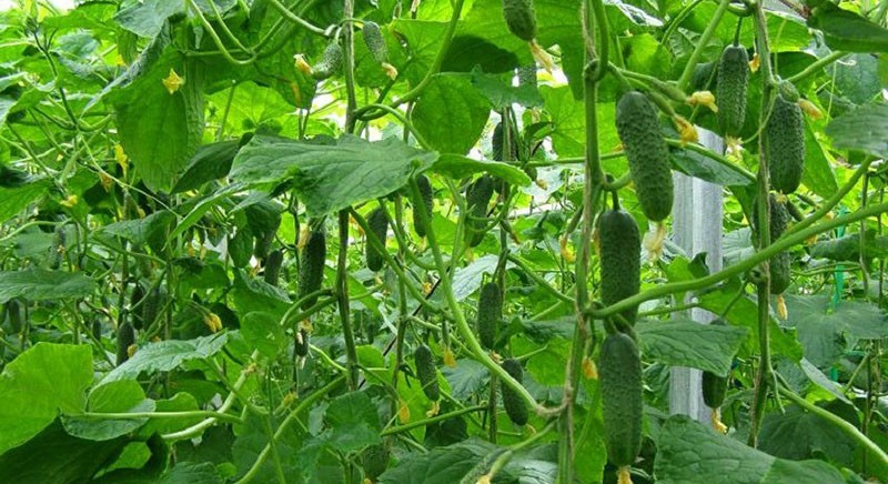 cultivo de pepinos merengue