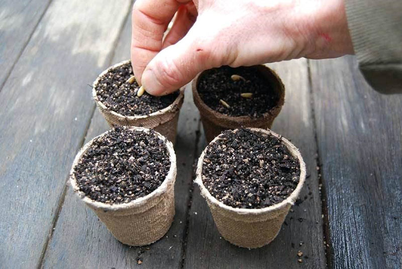 sembrar pepinos para cultivar plántulas