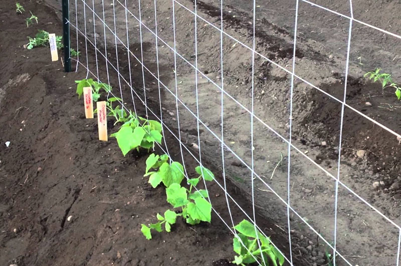 cultivo de pepinos en un enrejado