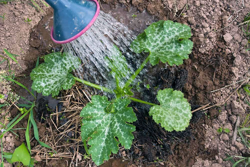 arroser les courgettes