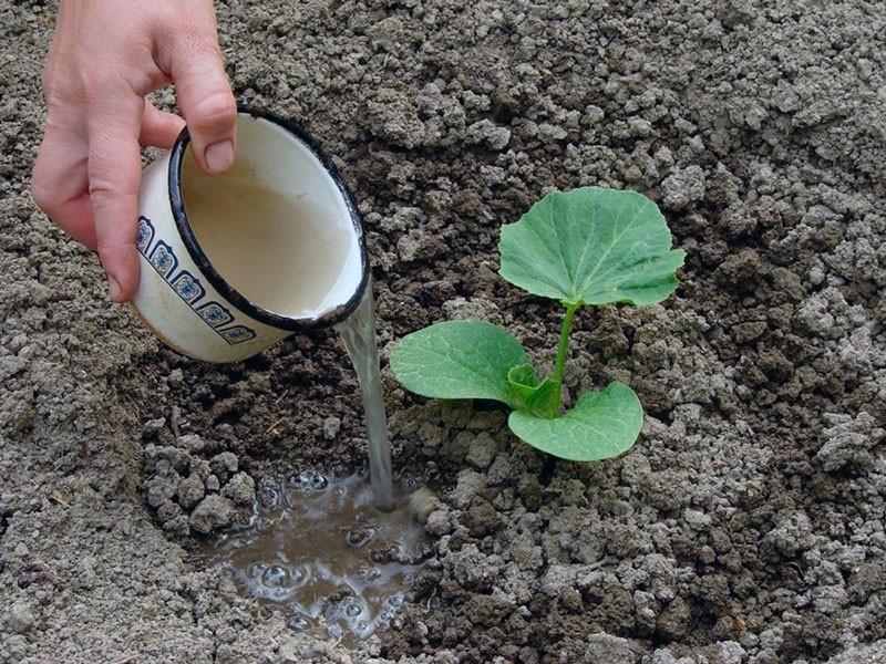 aplicación de fertilizantes orgánicos