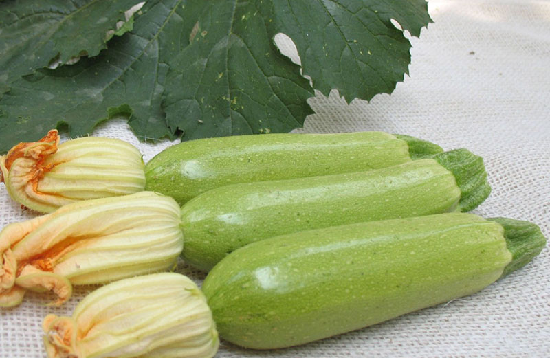 récolte de courgettes