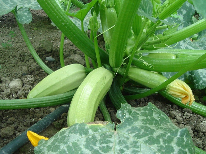 Variedad de calabacín Iskander f1