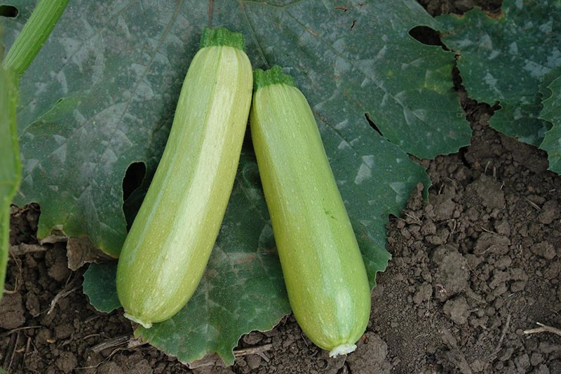 récolte de courgettes