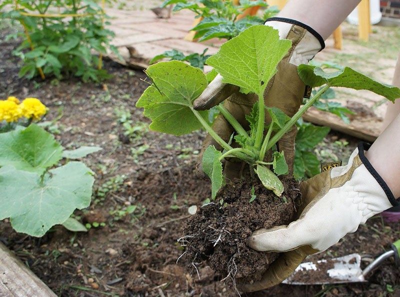 repiquage de plants de moelle