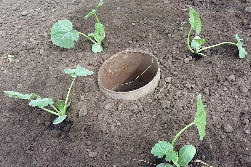 Cultivo de calabacín en campo abierto.
