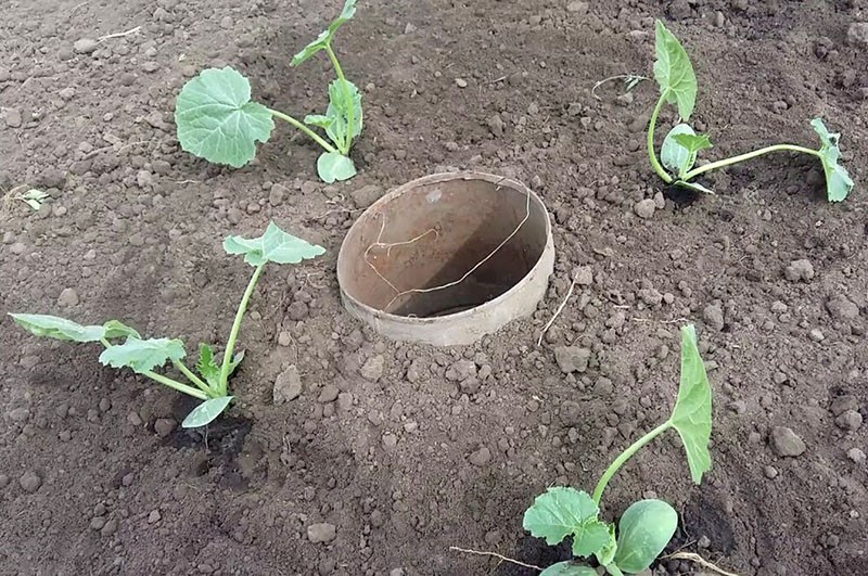 faire pousser des courgettes en plein champ