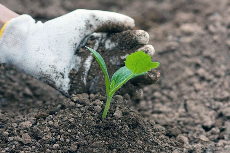 soin des courgettes en plein air