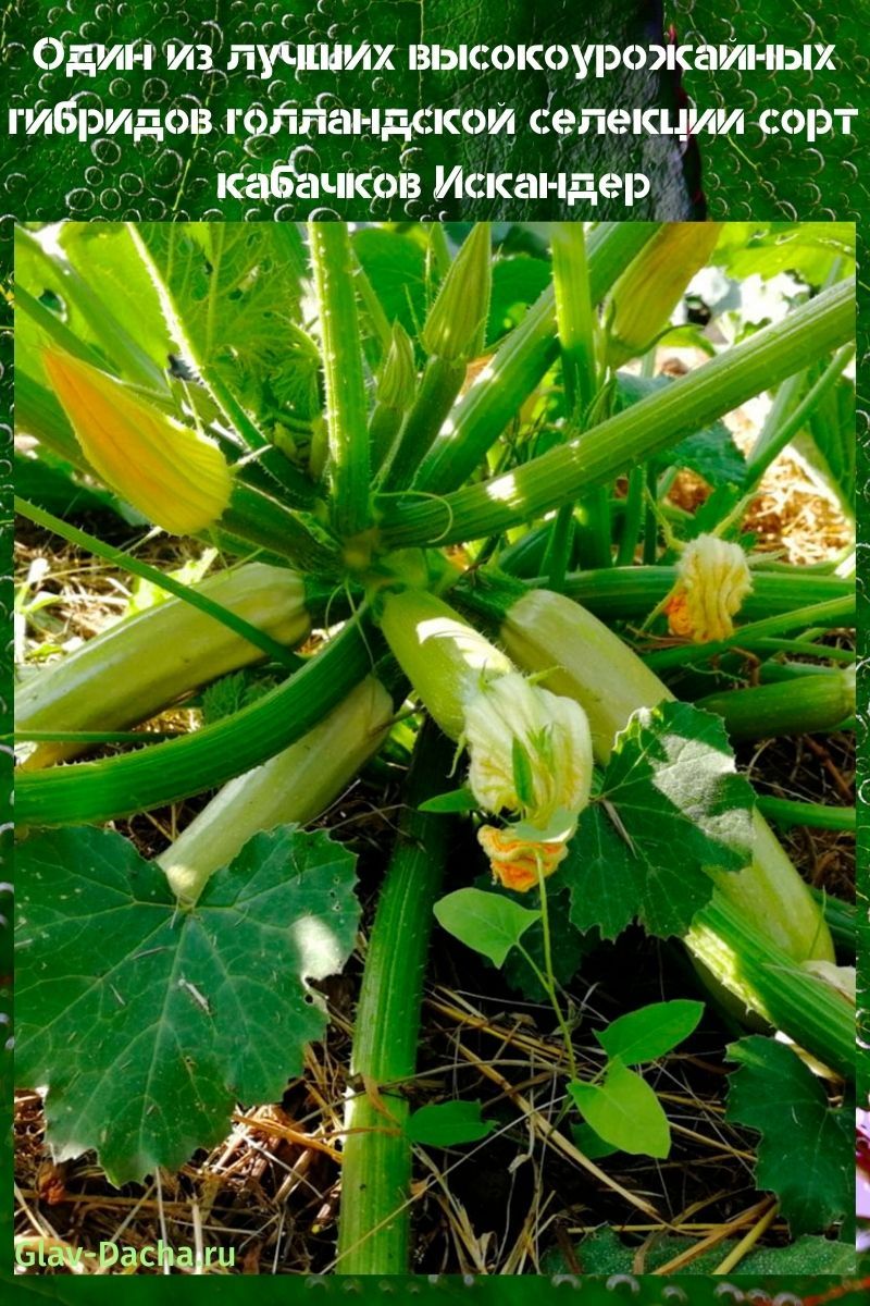 Variedad de calabacín Iskander