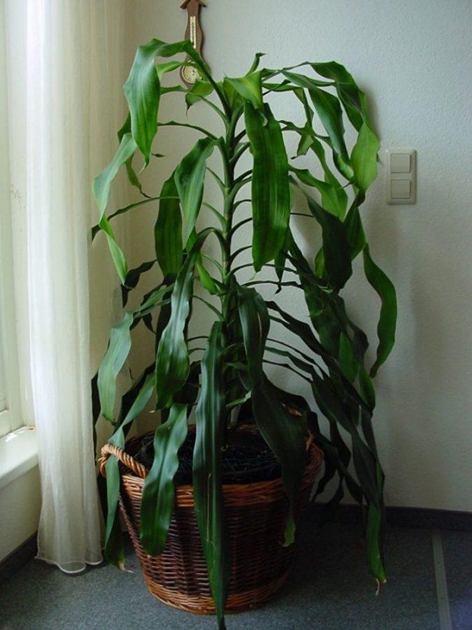 dracaena fragante