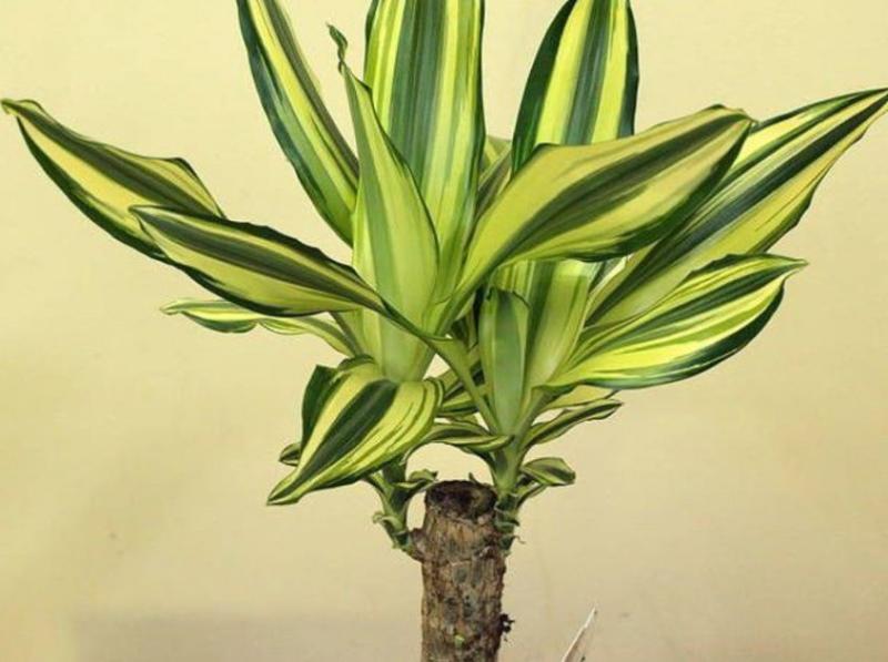 Fragancia Dracaena Lindeny