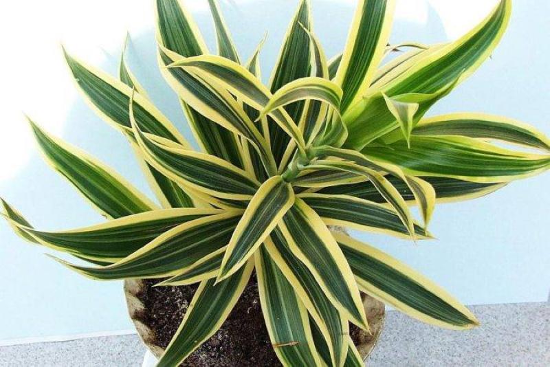 mezcla fragante dracaena