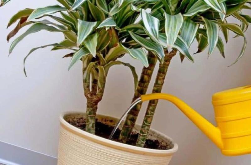 cómo cuidar la dracaena fragante