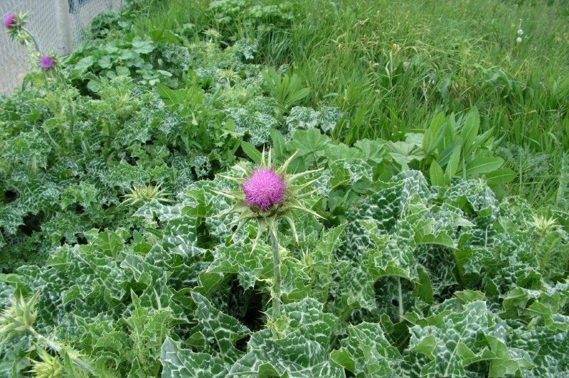 herbicides contre le chardon