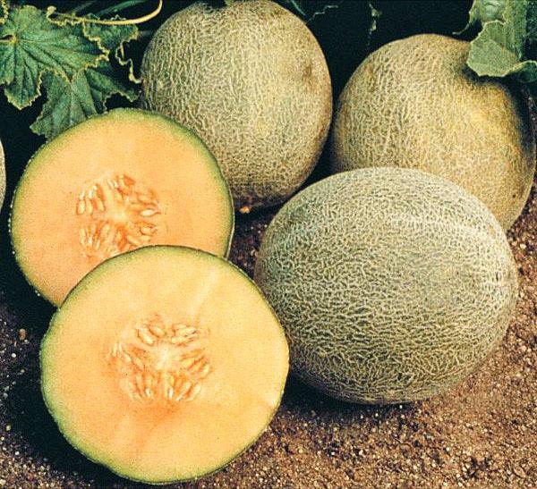 melon américain