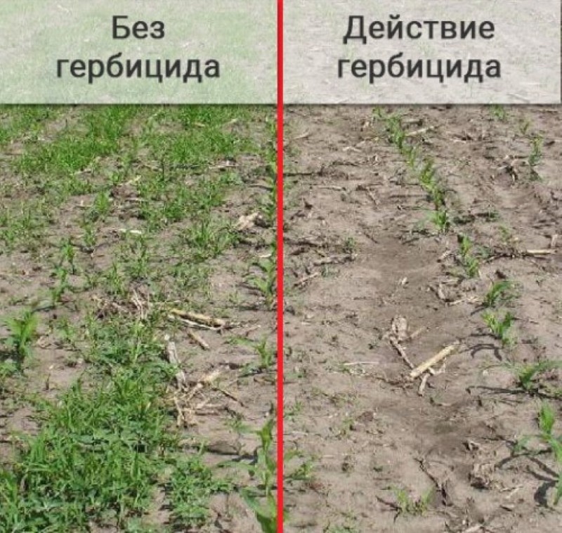 le résultat d'un traitement herbicide