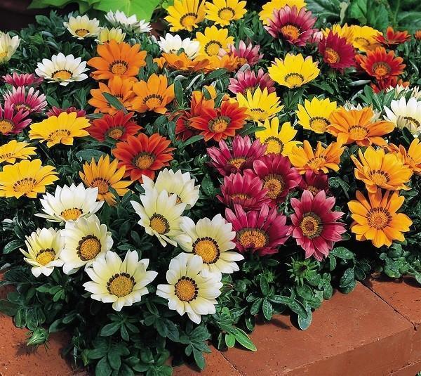 fleurs annuelles pour parterres de fleurs