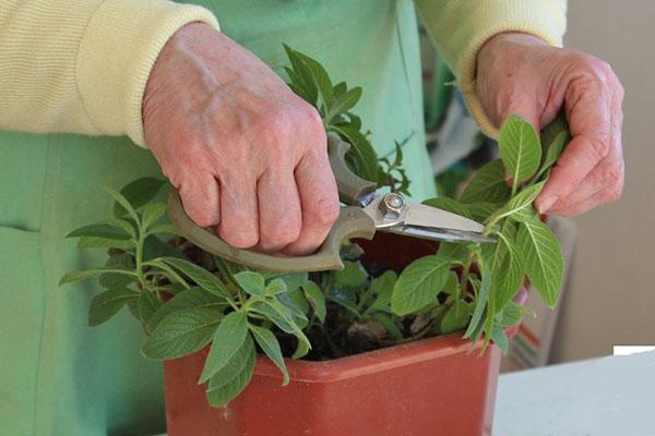 récolte des boutures d'héliotrope