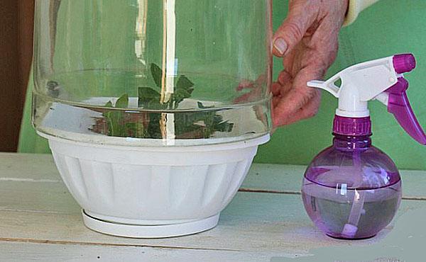 boutures sous verre