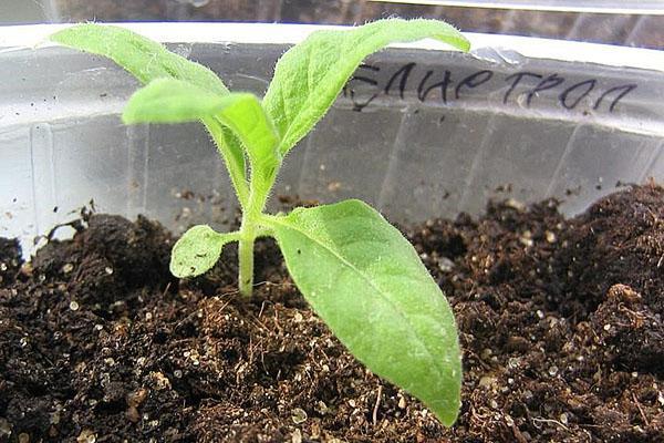 plantation en terre meuble