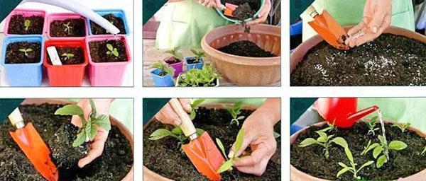 transplantation, arrosage, fertilisation