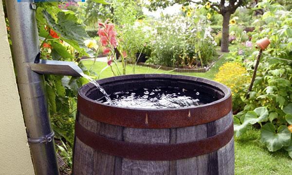 agua para regar las plantas