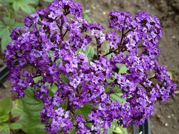 variétés héliotropes péruvienne