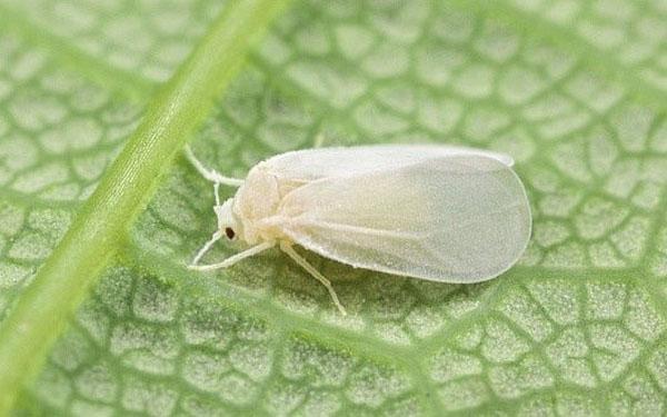 aleurode